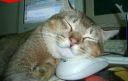 Спящая кошка 21127